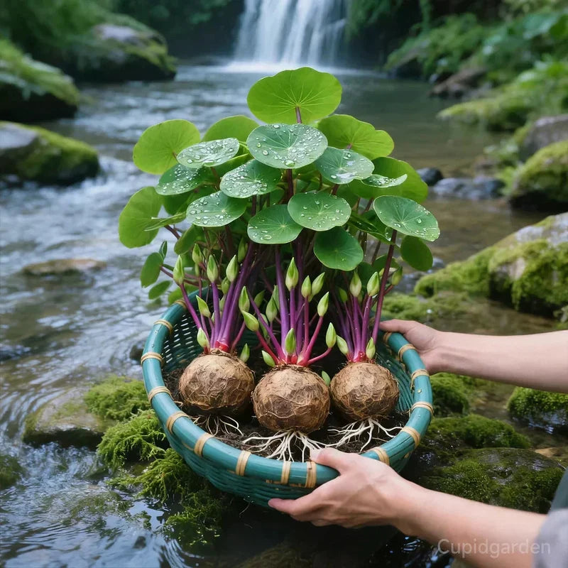 Aveloraq – Rundes Pflanzgefäß für Hydroponik und Wasserkultur