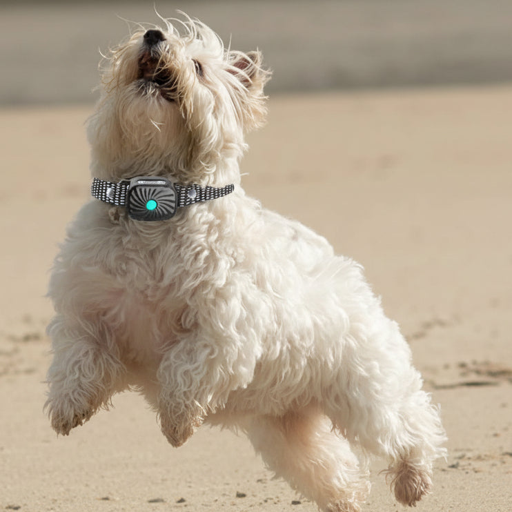 BARKCALM MINI – Sanftes Antibellhalsband mit Ton & Vibration für kleine Hunde