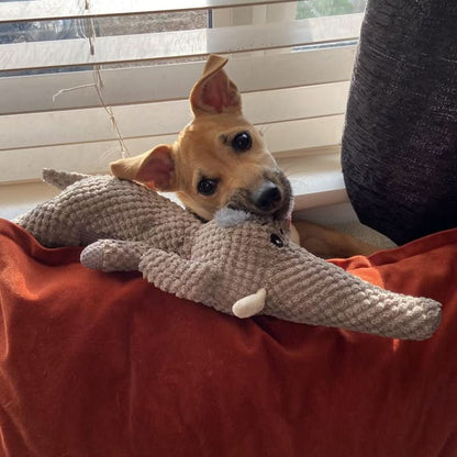 HARDPAW TOY – Strapazierfähiges Kauspielzeug für kleine & große Hunde